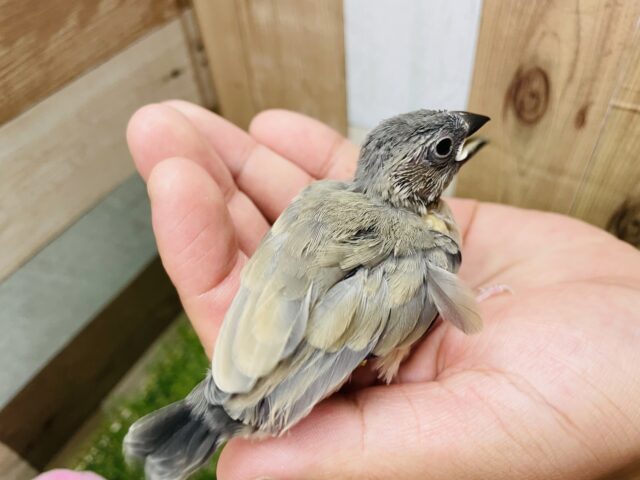 最新画像あります☆元気いっぱいに口を開けて待ってます♪定番人気カラーの桜文鳥🌸 桜文鳥