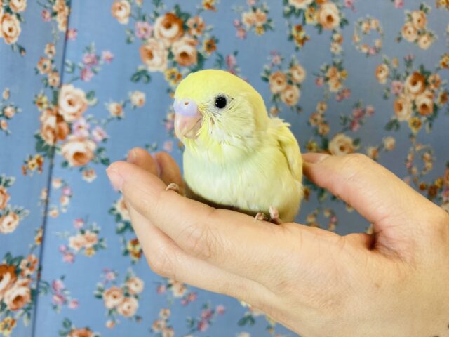 ちょこんとかわいい..💛手乗りセキセイインコ(ダブルファクター)💛 セキセイインコ