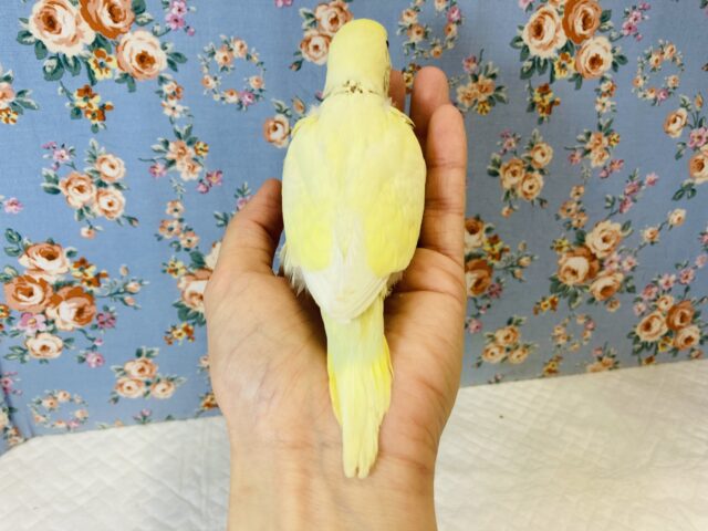 ちょこんとかわいい..💛手乗りセキセイインコ(ダブルファクター)💛 セキセイインコ