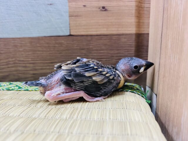 最新画像あります☆元気いっぱいに口を開けて待ってます♪定番人気カラーの桜文鳥🌸 桜文鳥