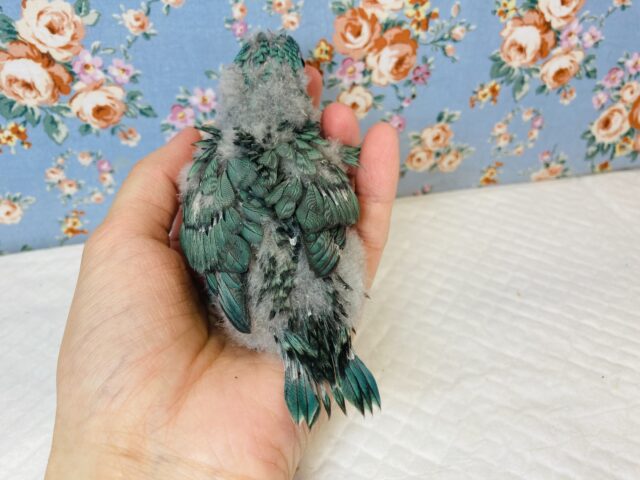 インコ界の宝石..❤︎手乗りサザナミインコ(ターコイズブルー)❤︎ サザナミインコ