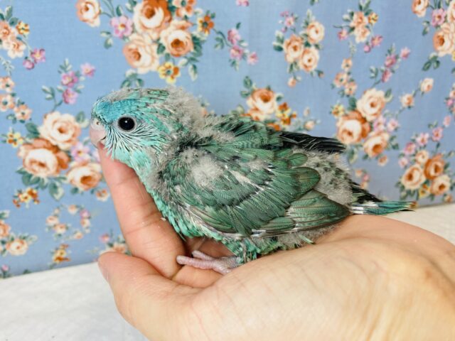 インコ界の宝石..❤︎手乗りサザナミインコ(ターコイズブルー)❤︎ サザナミインコ