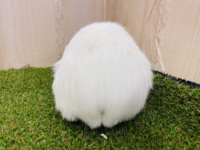 ロシアンモルモット