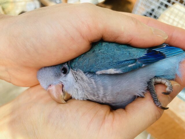 オキナインコ