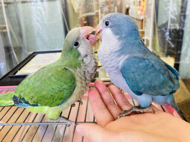 オキナインコ