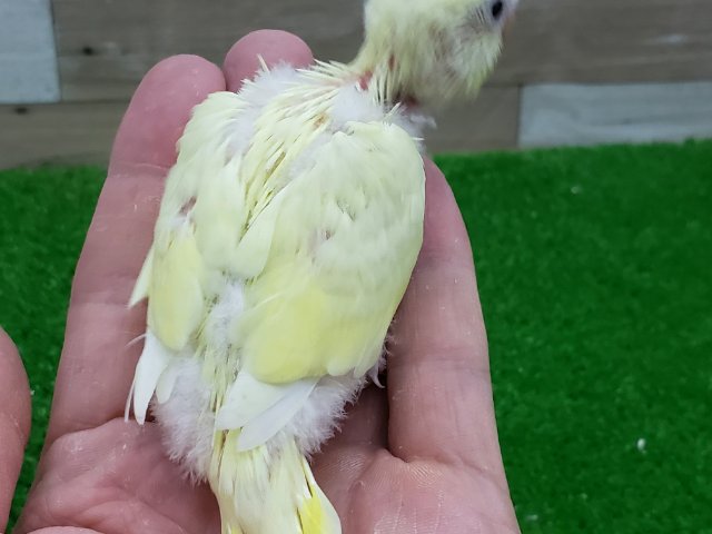 画像更新☆クリーム色の素敵なセキセイインコ入荷です セキセイインコ