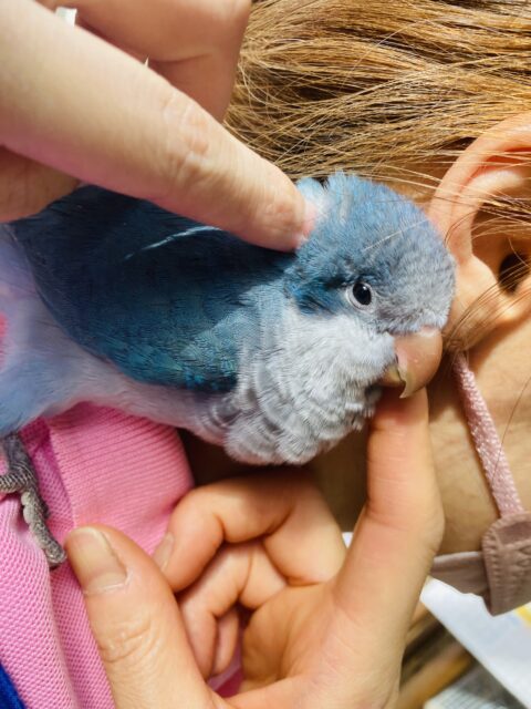 オキナインコ
