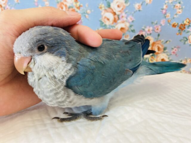オキナインコ