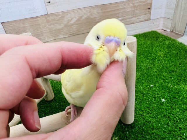 画像更新☆クリーム色の素敵なセキセイインコ入荷です セキセイインコ