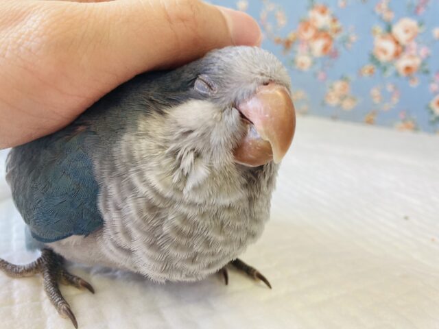 オキナインコ