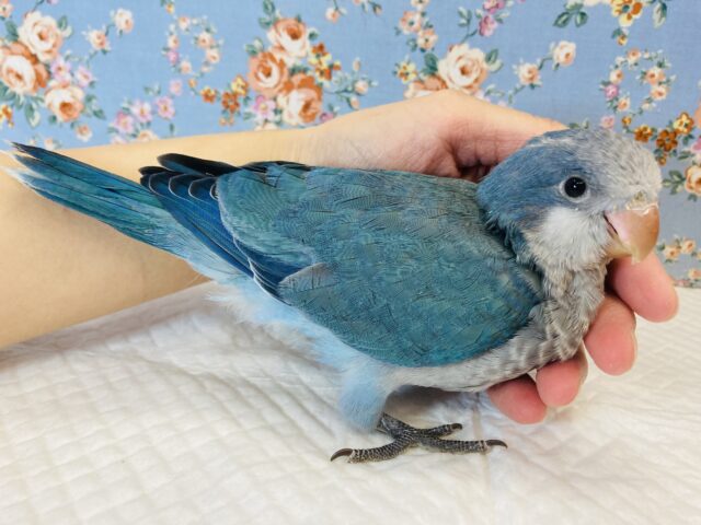 オキナインコ