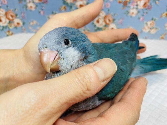 オキナインコ