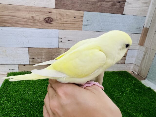 画像更新☆クリーム色の素敵なセキセイインコ入荷です セキセイインコ