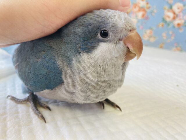 オキナインコ