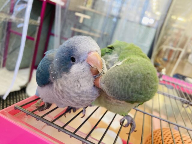 オキナインコ