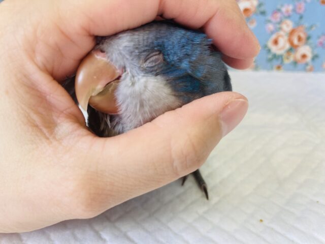 オキナインコ