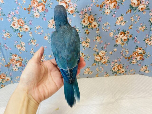 オキナインコ