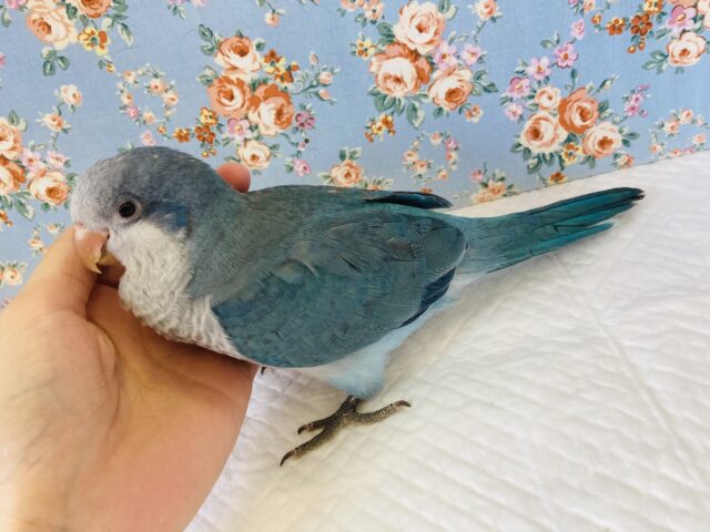 オキナインコ