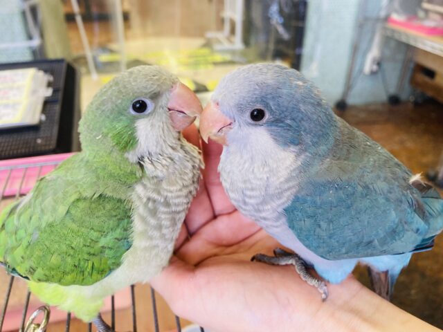 オキナインコ