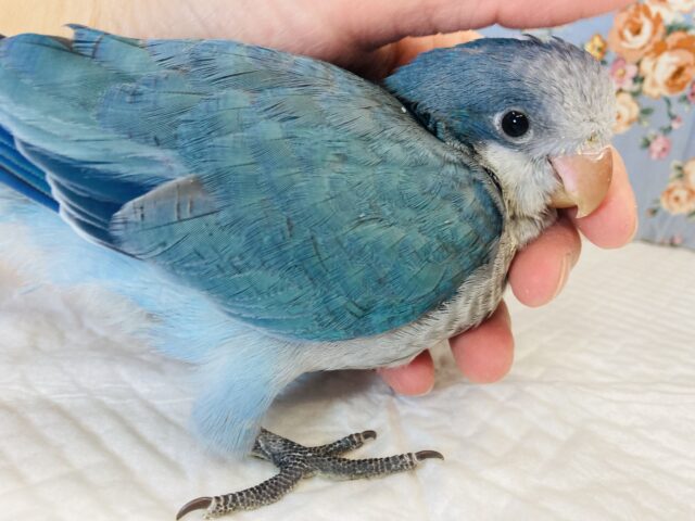オキナインコ