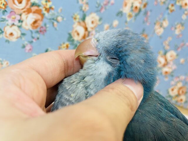 オキナインコ