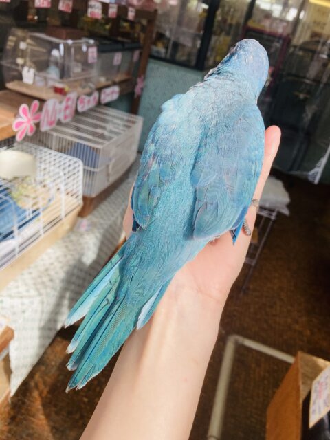 オキナインコ