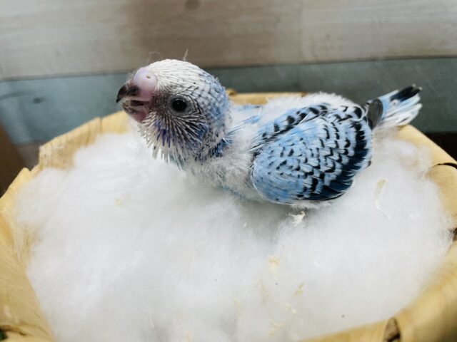 最新画像有り☆明るいブルーが夏っぽい!!セキセイインコのオパーリン! セキセイインコ