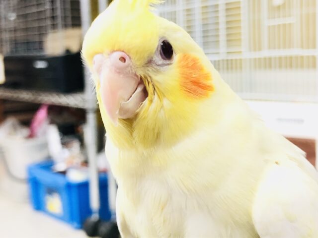 オカメインコ