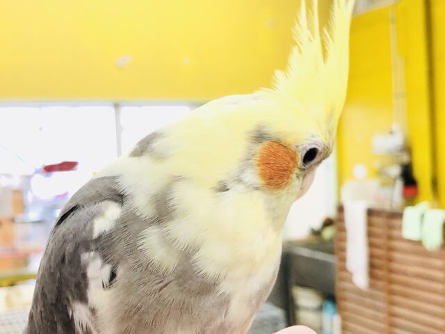 こんなカラーはいかがですかね〜? オカメインコ R5 7/19撮影 オカメインコ