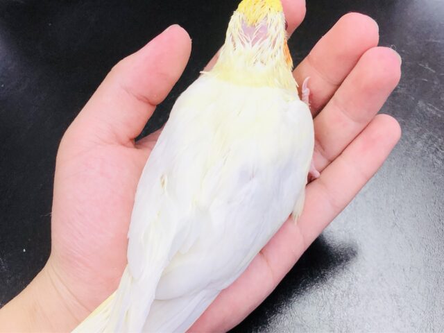 かわいいトサカのオカメちゃん オカメインコ R5 7/5撮影 オカメインコ