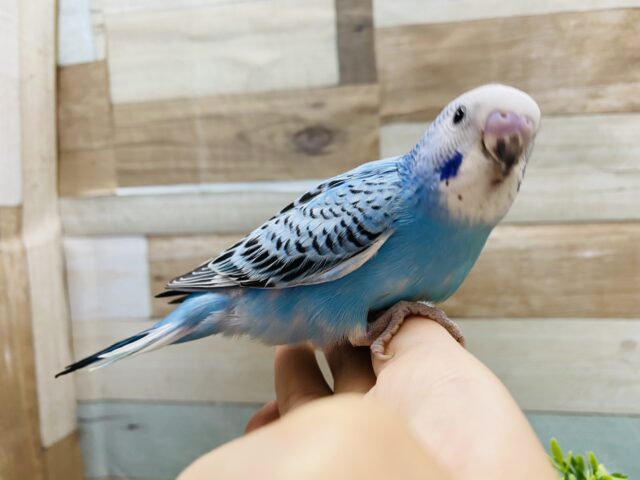 最新画像有り☆明るいブルーが夏っぽい!!セキセイインコのオパーリン! セキセイインコ