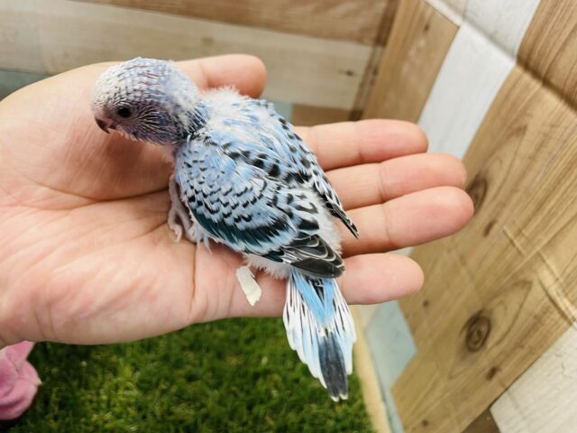 最新画像有り☆明るいブルーが夏っぽい!!セキセイインコのオパーリン! セキセイインコ
