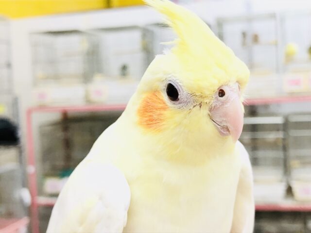 がっちりムチムチ安心感たっぷり オカメインコ R5 7/19撮影 オカメインコ