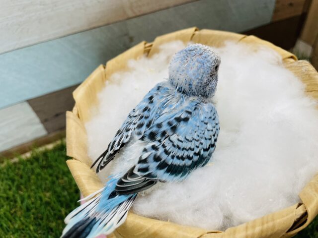 最新画像有り☆明るいブルーが夏っぽい!!セキセイインコのオパーリン! セキセイインコ