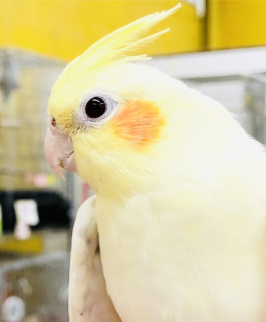 オカメインコ