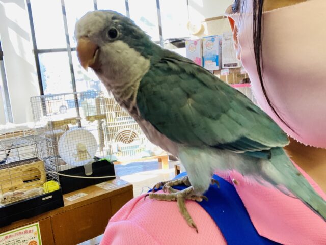 オキナインコ