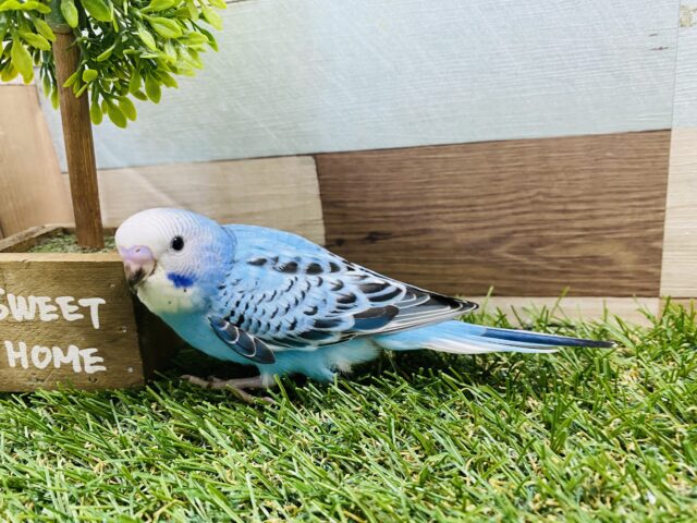 最新画像有り☆明るいブルーが夏っぽい!!セキセイインコのオパーリン! セキセイインコ