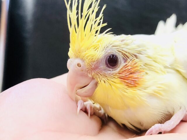 オカメインコ