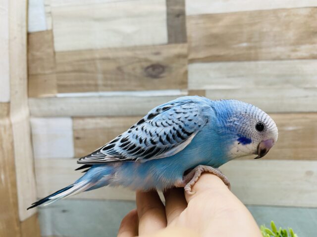 最新画像有り☆明るいブルーが夏っぽい!!セキセイインコのオパーリン! セキセイインコ