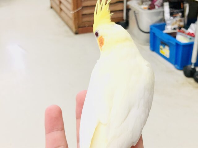 かわいいトサカのオカメちゃん オカメインコ R5 7/5撮影 オカメインコ