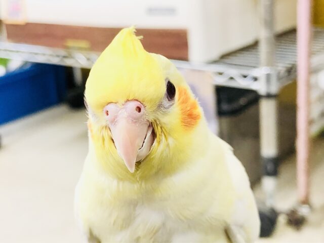 オカメインコ