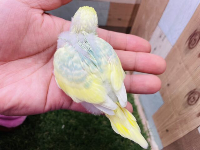 最新画像有り♪明るいグリーンが大人気な可愛いヒナさん‼️セキセイインコのパステルカラーレインボーパイド! セキセイインコ