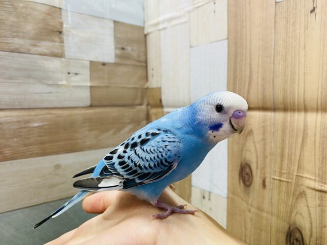 最新画像有り☆明るいブルーが夏っぽい!!セキセイインコのオパーリン! セキセイインコ