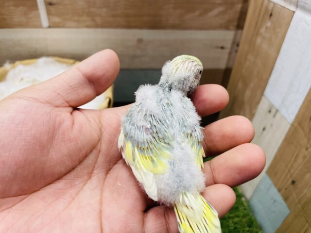 最新画像有り⭐️淡くて可愛らしいカラーが人気なコ!!セキセイインコのパステルレインボーパイド! セキセイインコ
