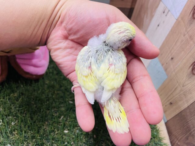 元気いっぱいな明るめカラーのコ!!セキセイインコのパステルカラーレインボーパイド! セキセイインコ