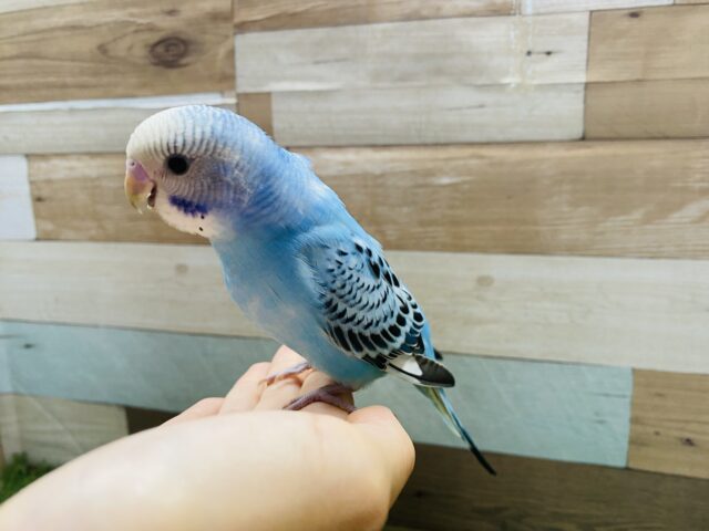 最新画像有り☆明るいブルーが夏っぽい!!セキセイインコのオパーリン! セキセイインコ