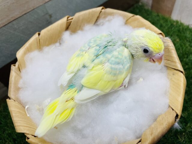 最新画像有り♪明るいグリーンが大人気な可愛いヒナさん‼️セキセイインコのパステルカラーレインボーパイド! セキセイインコ