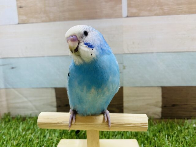 最新画像有り☆明るいブルーが夏っぽい!!セキセイインコのオパーリン! セキセイインコ