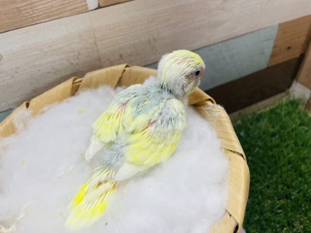 元気いっぱいな明るめカラーのコ!!セキセイインコのパステルカラーレインボーパイド! セキセイインコ