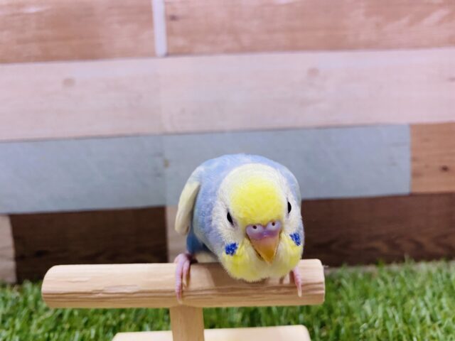 最新画像有り⭐️淡くて可愛らしいカラーが人気なコ!!セキセイインコのパステルレインボーパイド! セキセイインコ